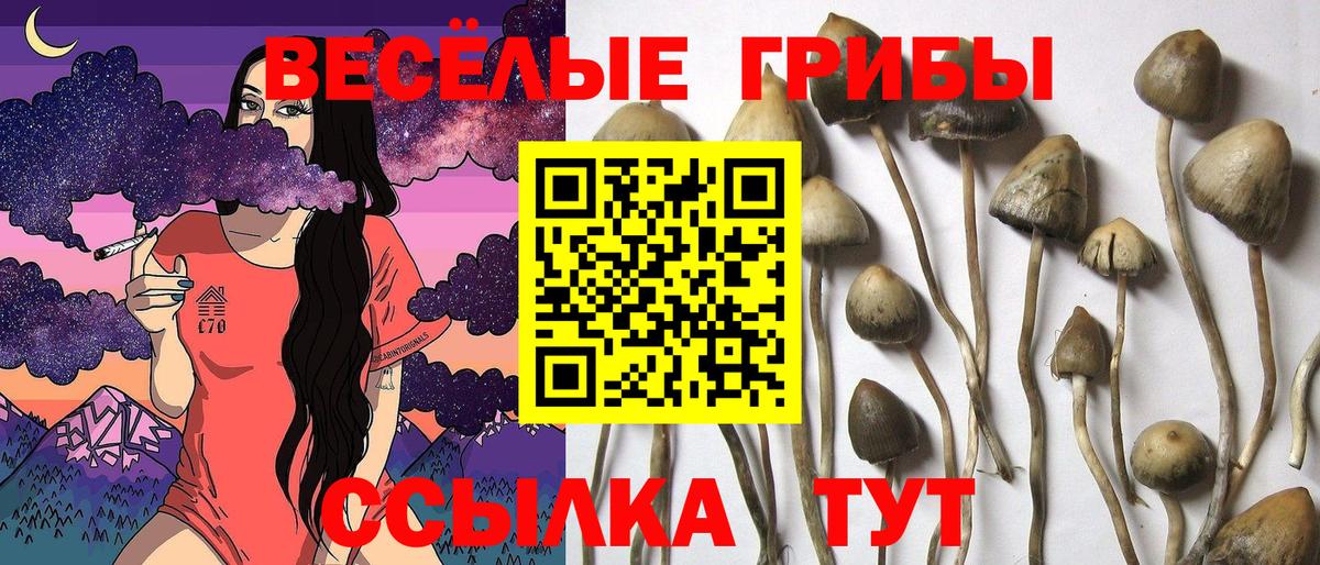 Псилоцибиновые грибы Psilocybine cubensis  Галлюциногенные грибы мицелий  Амурск  Вход с VPN 